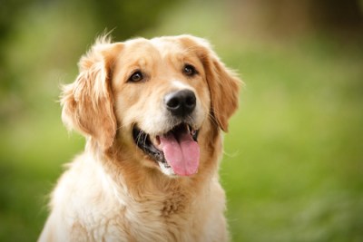 golden-retriever