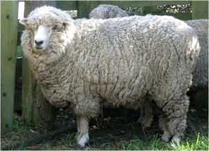 sheep2